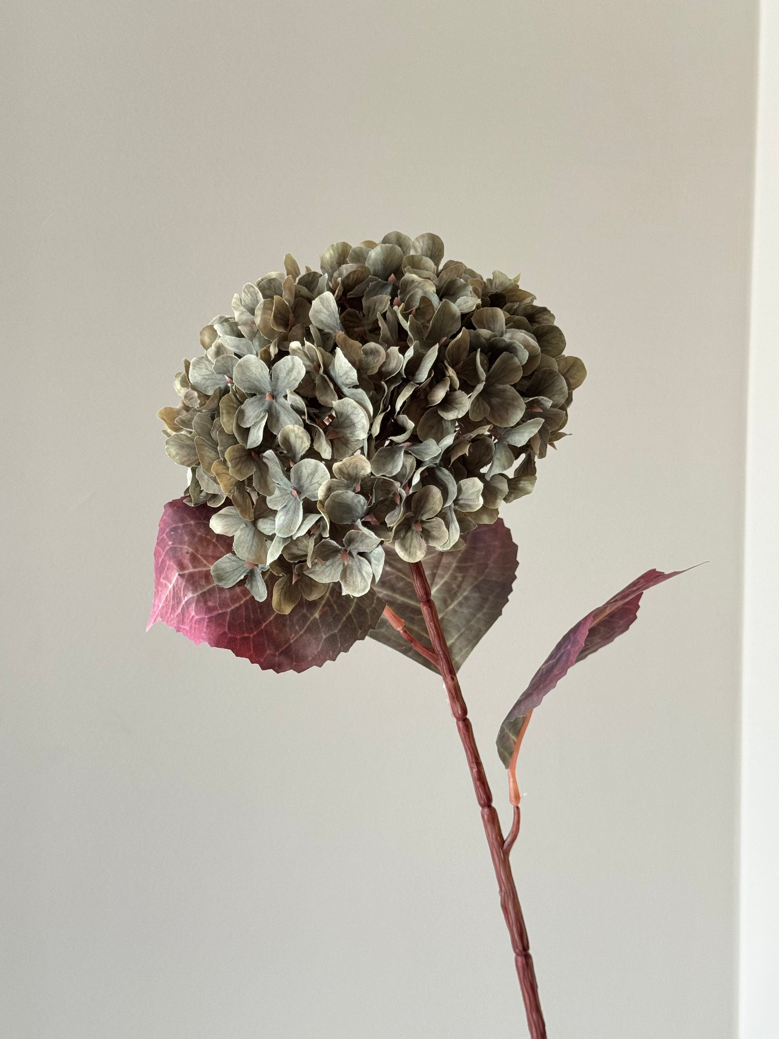 Stor multifarvet grøn Hortensia