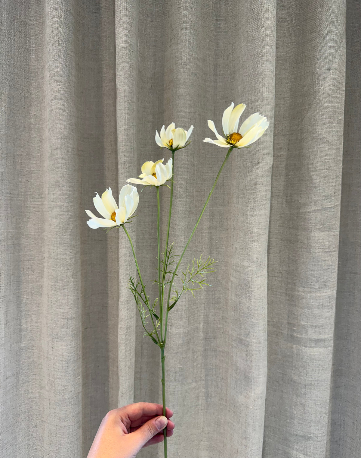 Cosmos creme