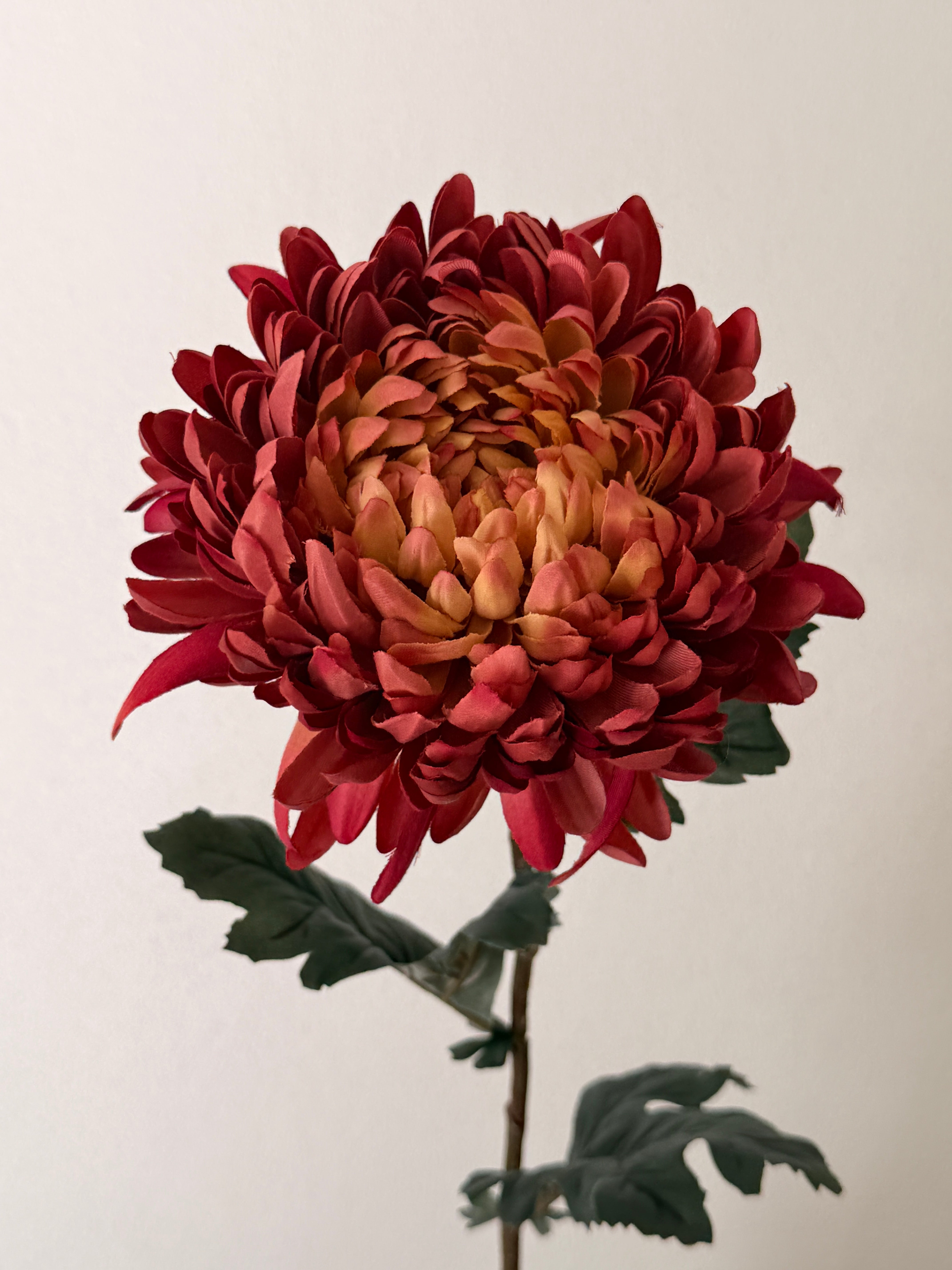 Chrysanthemum lys bordeaux