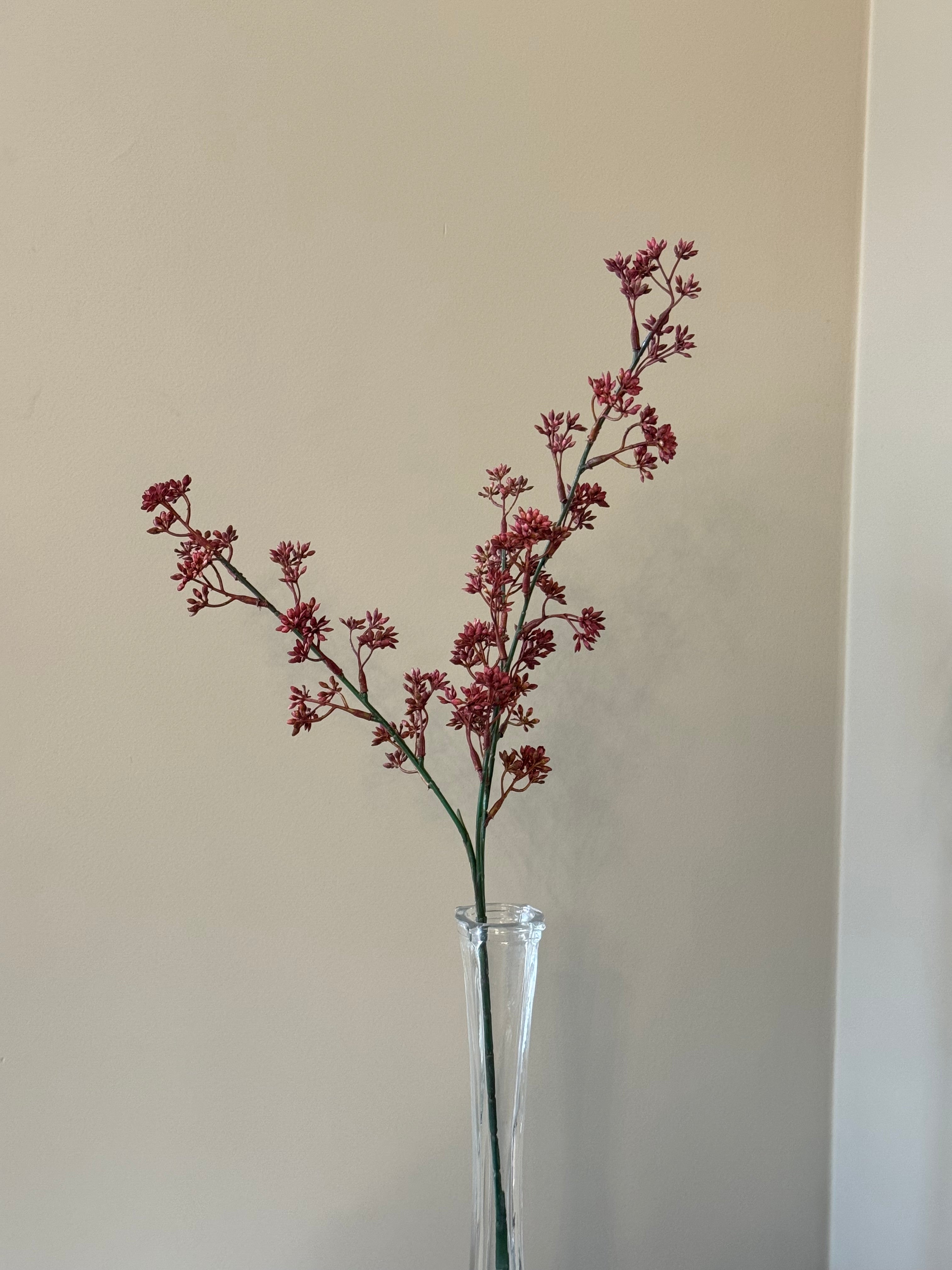 Kirsebærgren Fuchsia