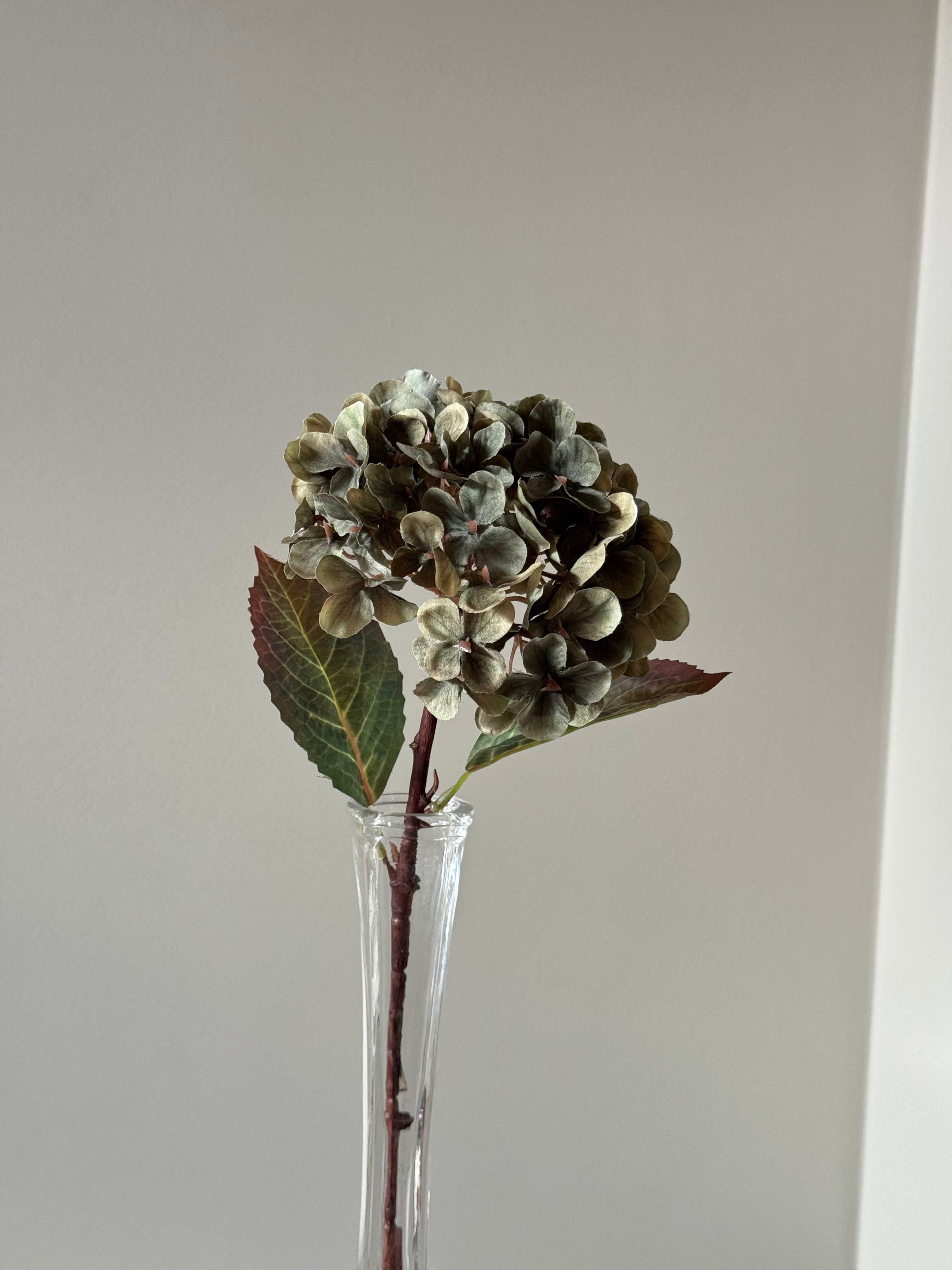 Lille multifarvet grøn Hortensia