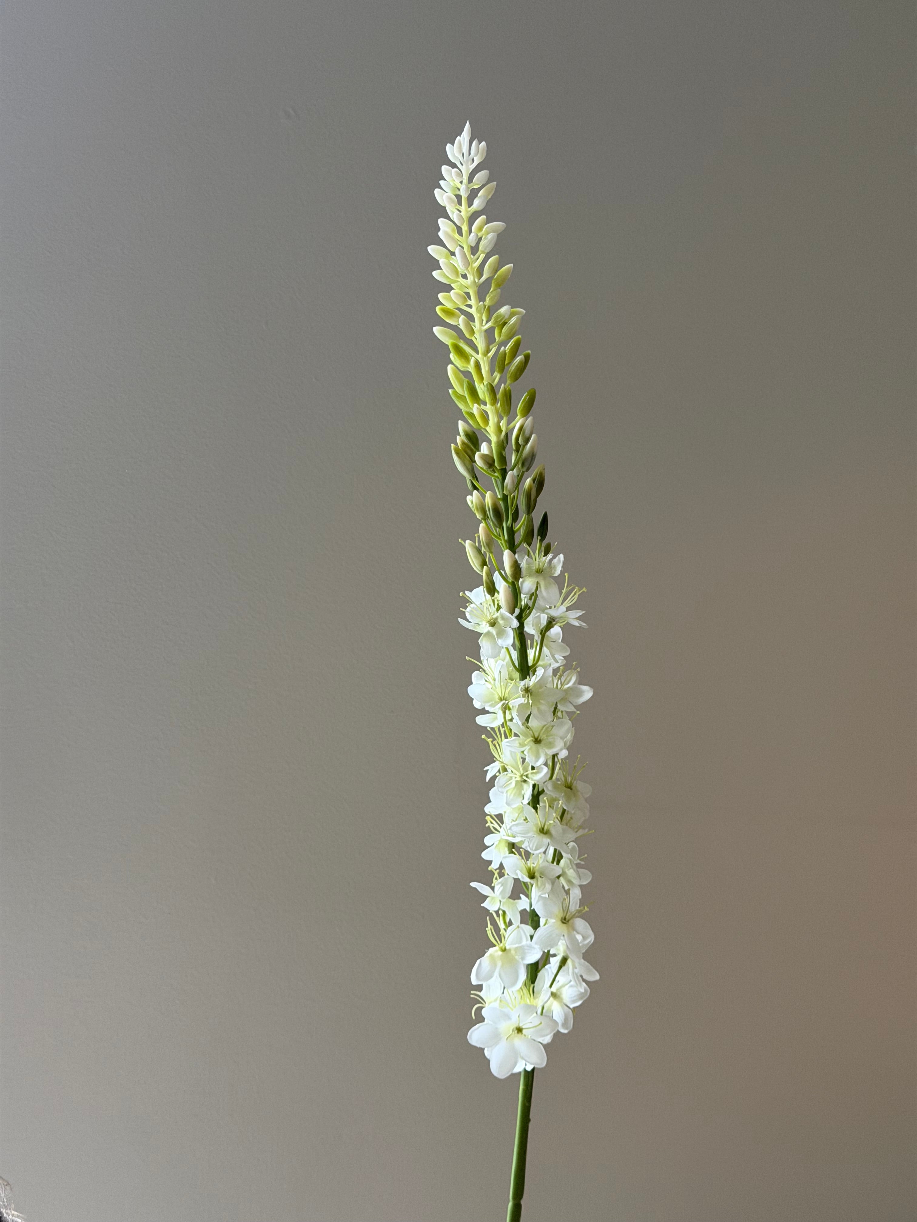 Kleopatras nål White