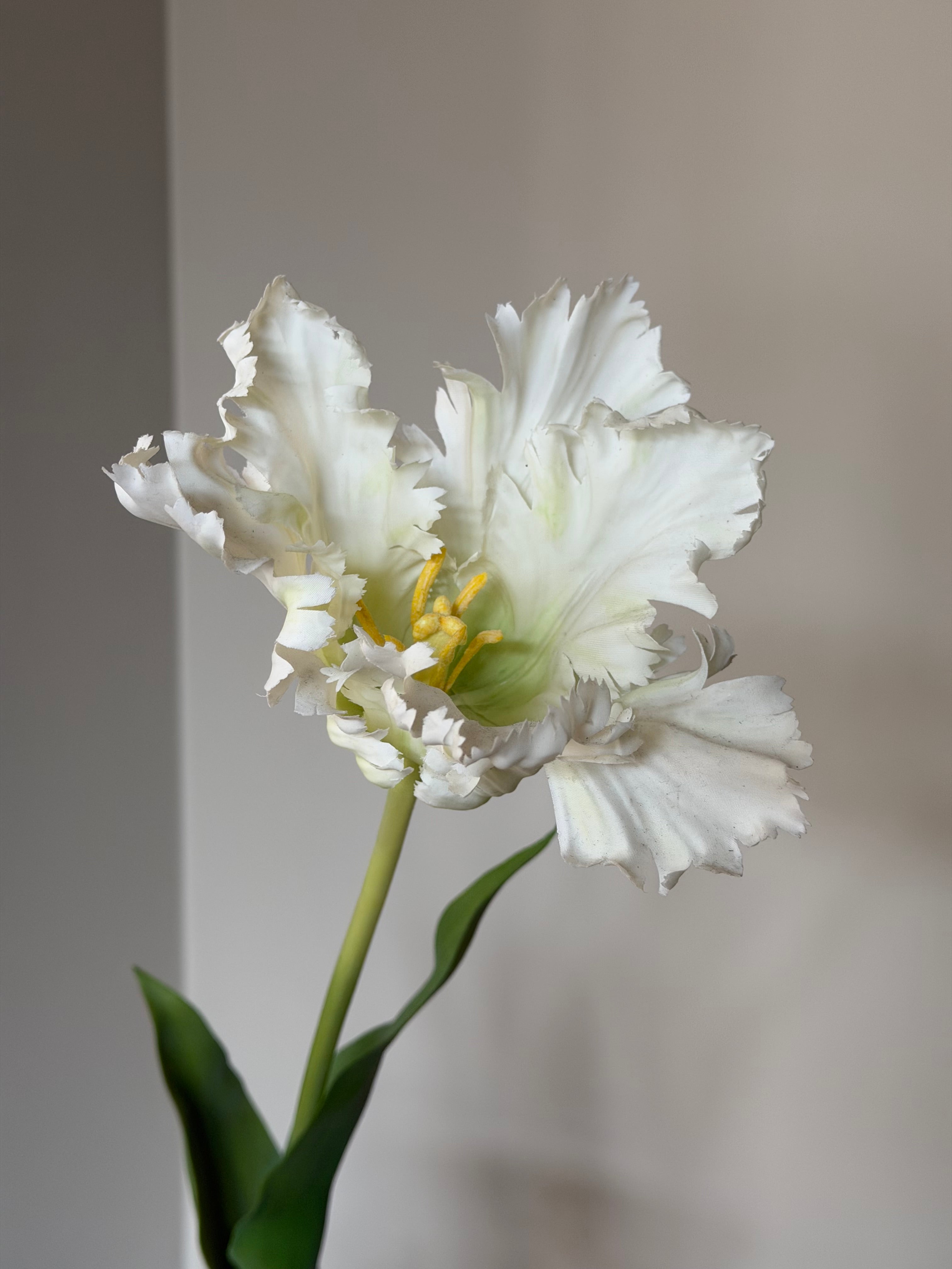 Papegøje Tulipan Hvid