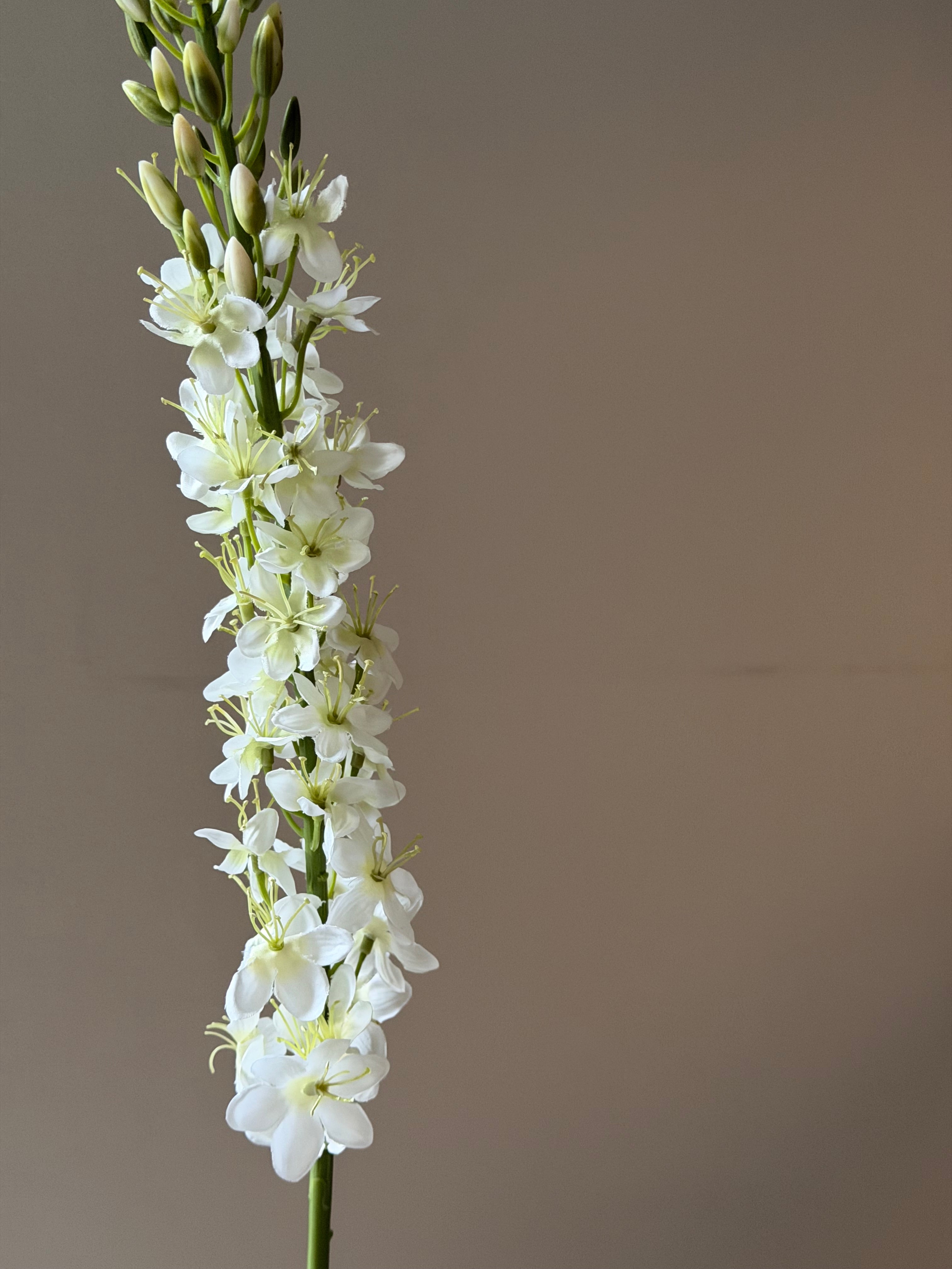 Kleopatras nål White