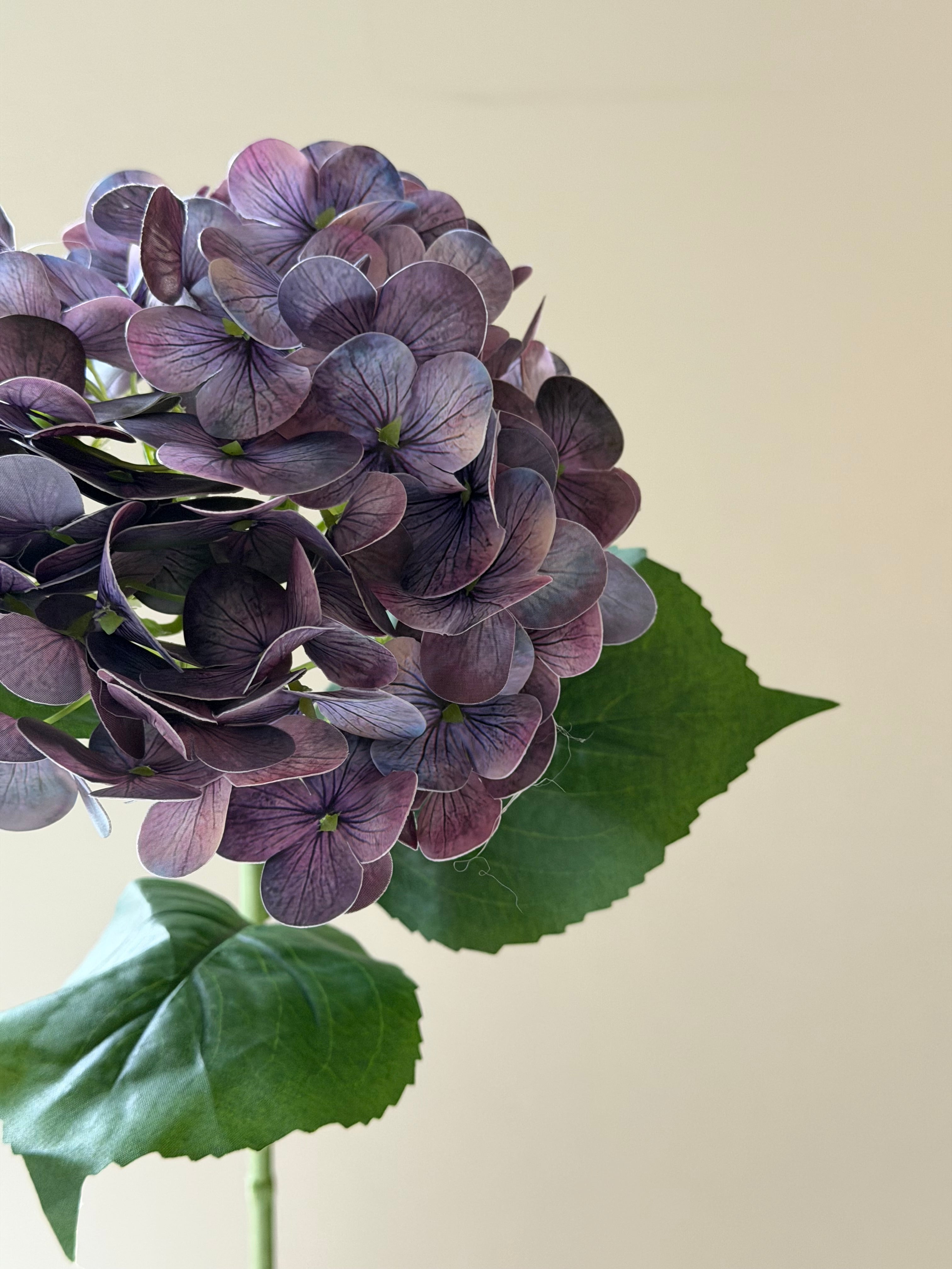 Hortensia Purple