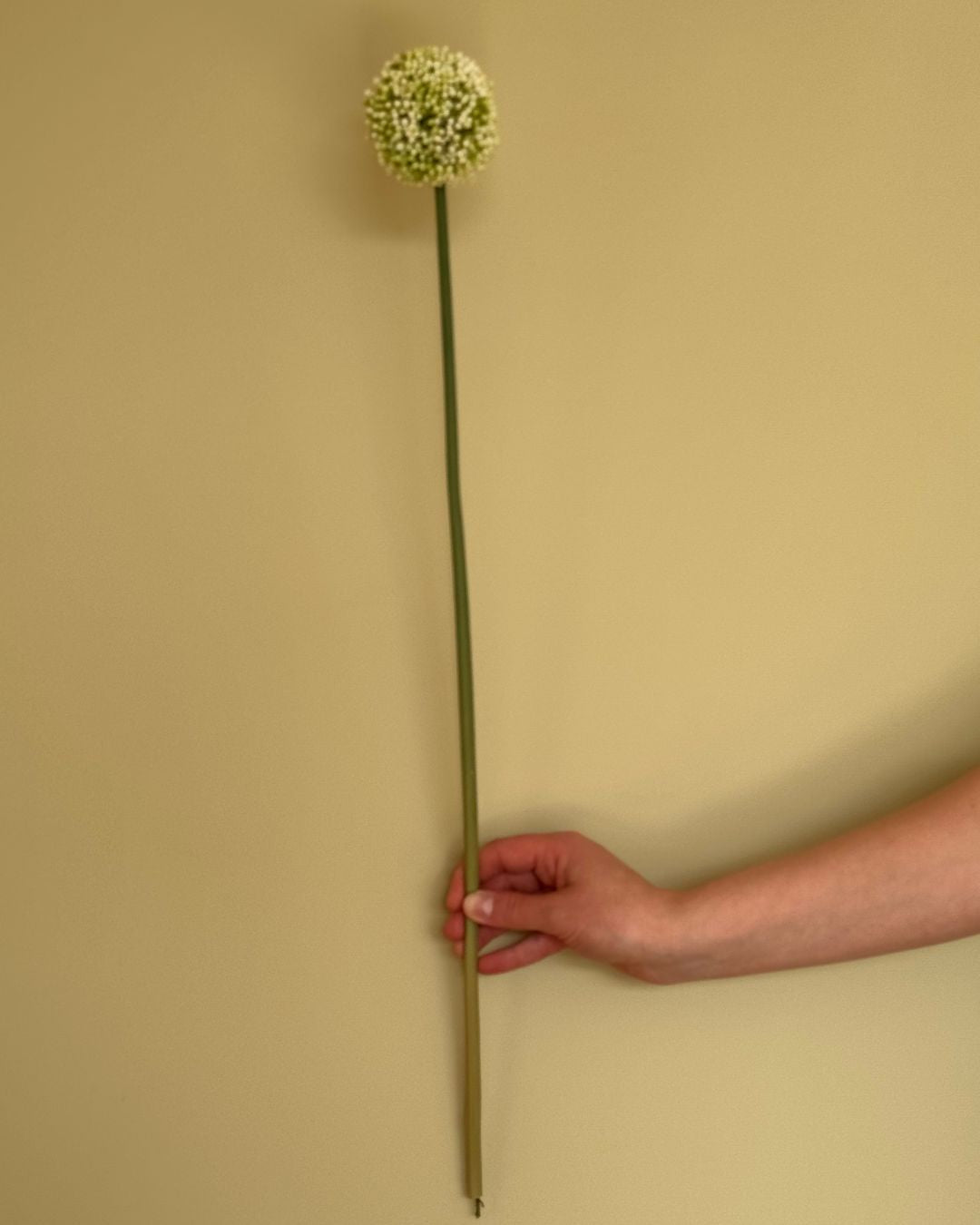 Lille Allium Hvid - 65 cm