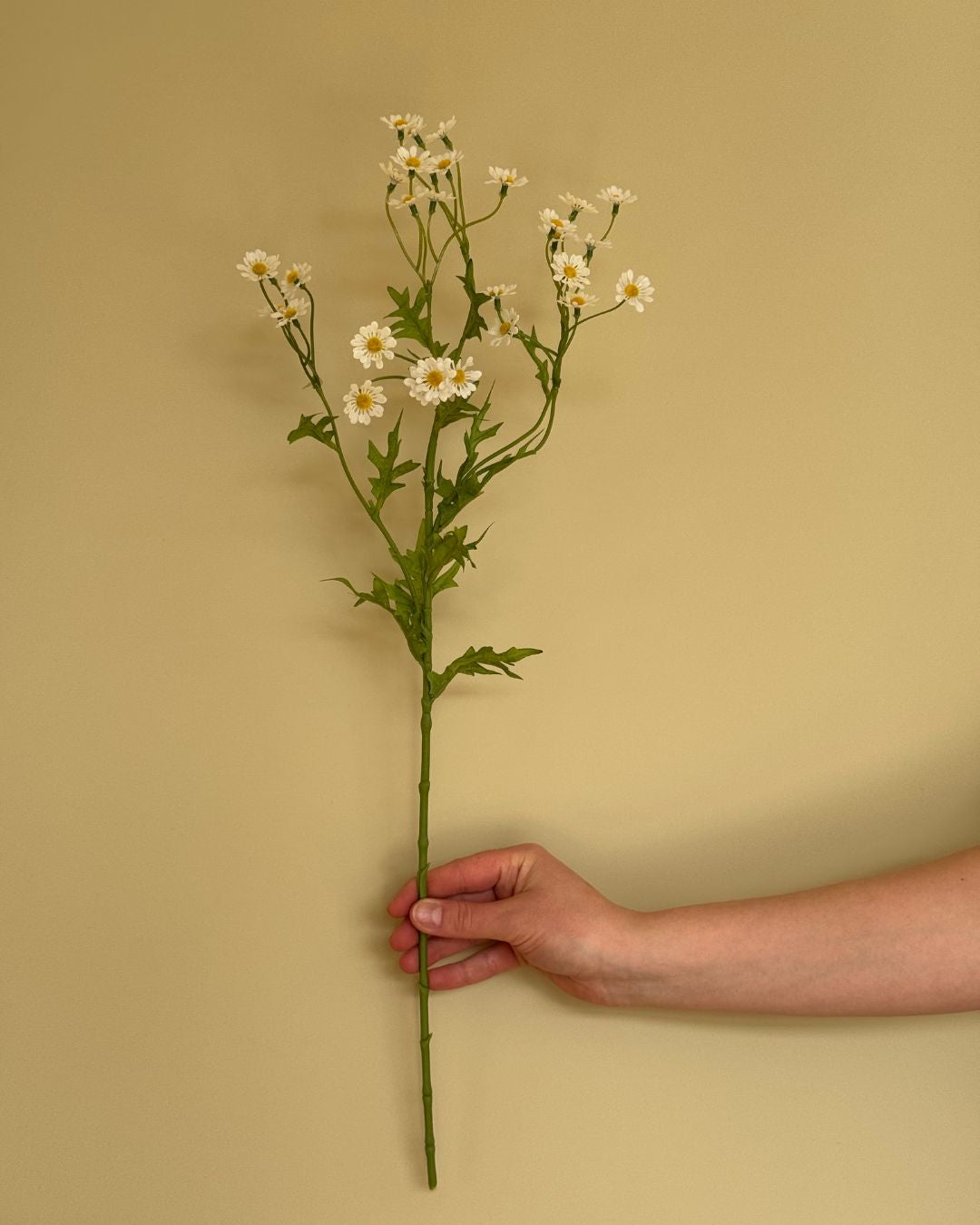 Kamilleblomst - 60 cm