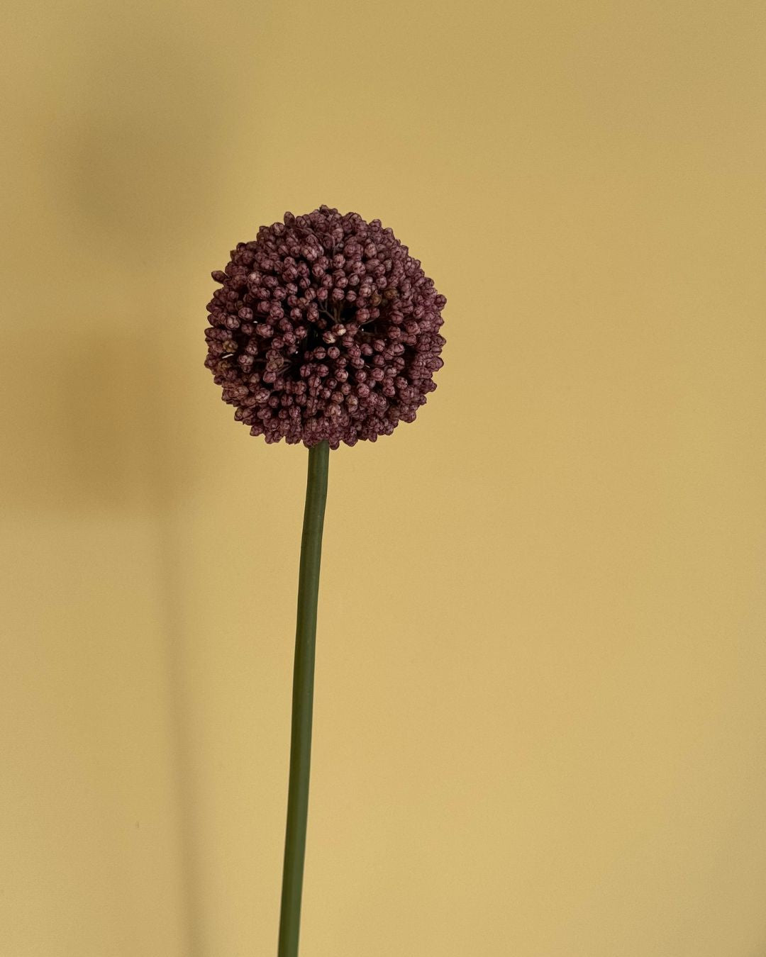Lille Allium Lilla - 65 cm