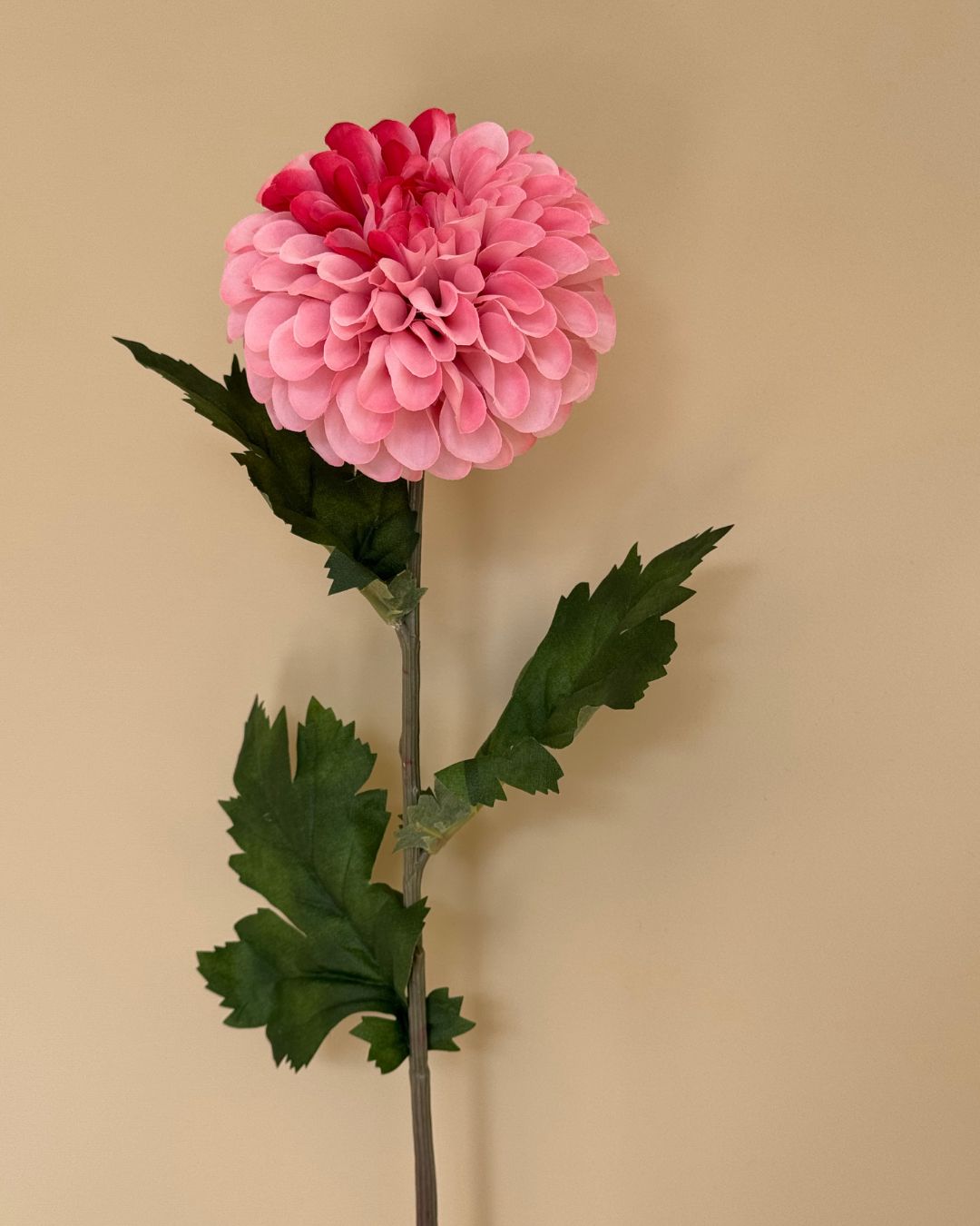 Dahlia Pink/lyserød - 75 cm