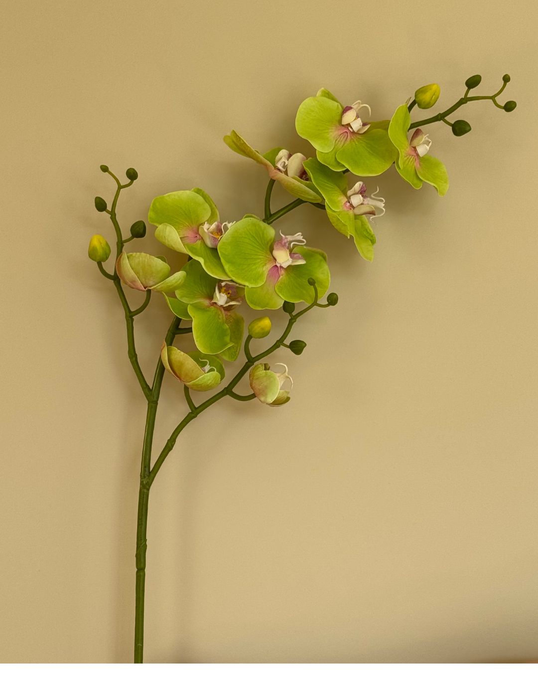 Grøn Orkide - 89 cm