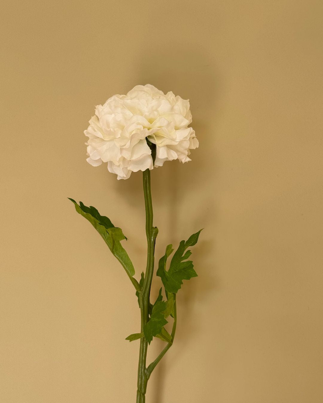Ranukel Hvid - 47 cm