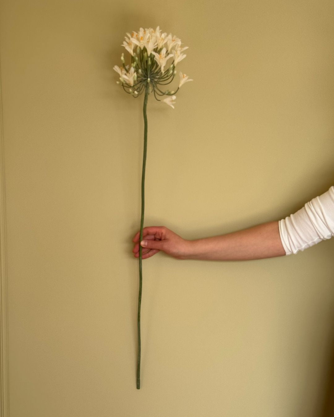 Skærmlijle Hvid - 90 cm