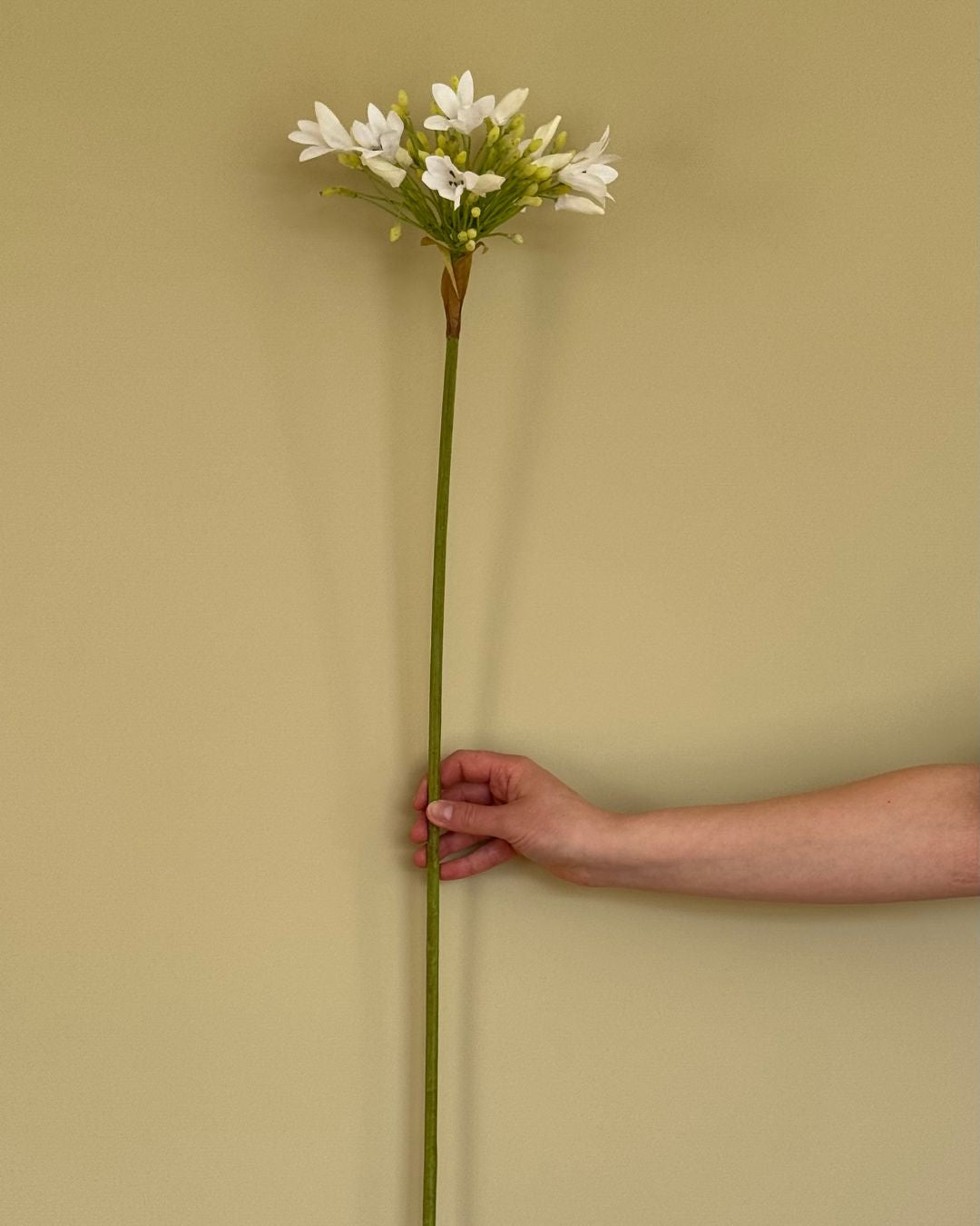 Skærmlilje - Hvid - 92 cm