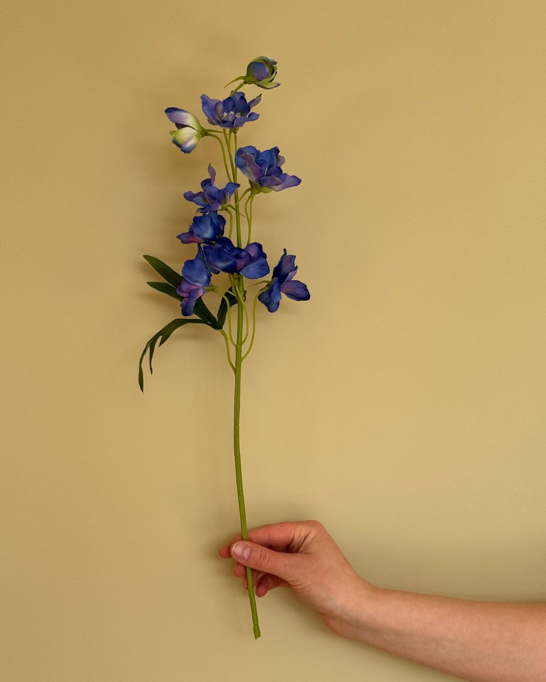 Ridderspore Blå - 50 cm