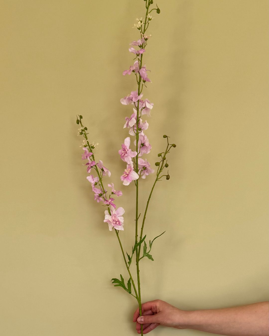 Ridderspore - Lyserød - 122 cm