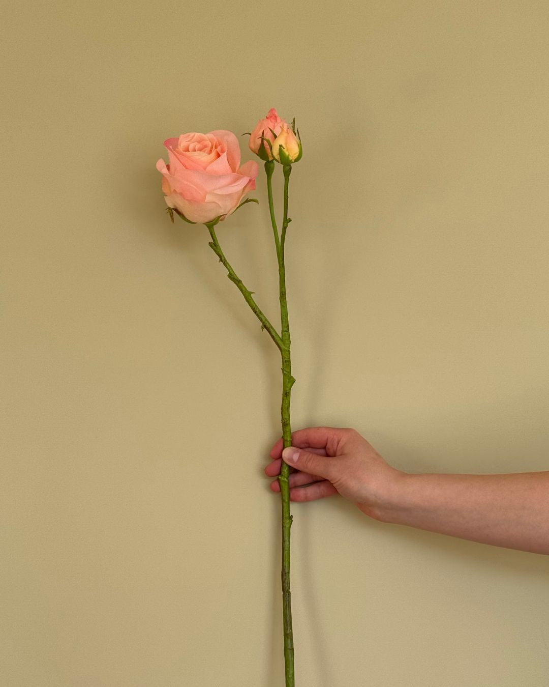 Rose - Lyserød/Peach - 59 cm
