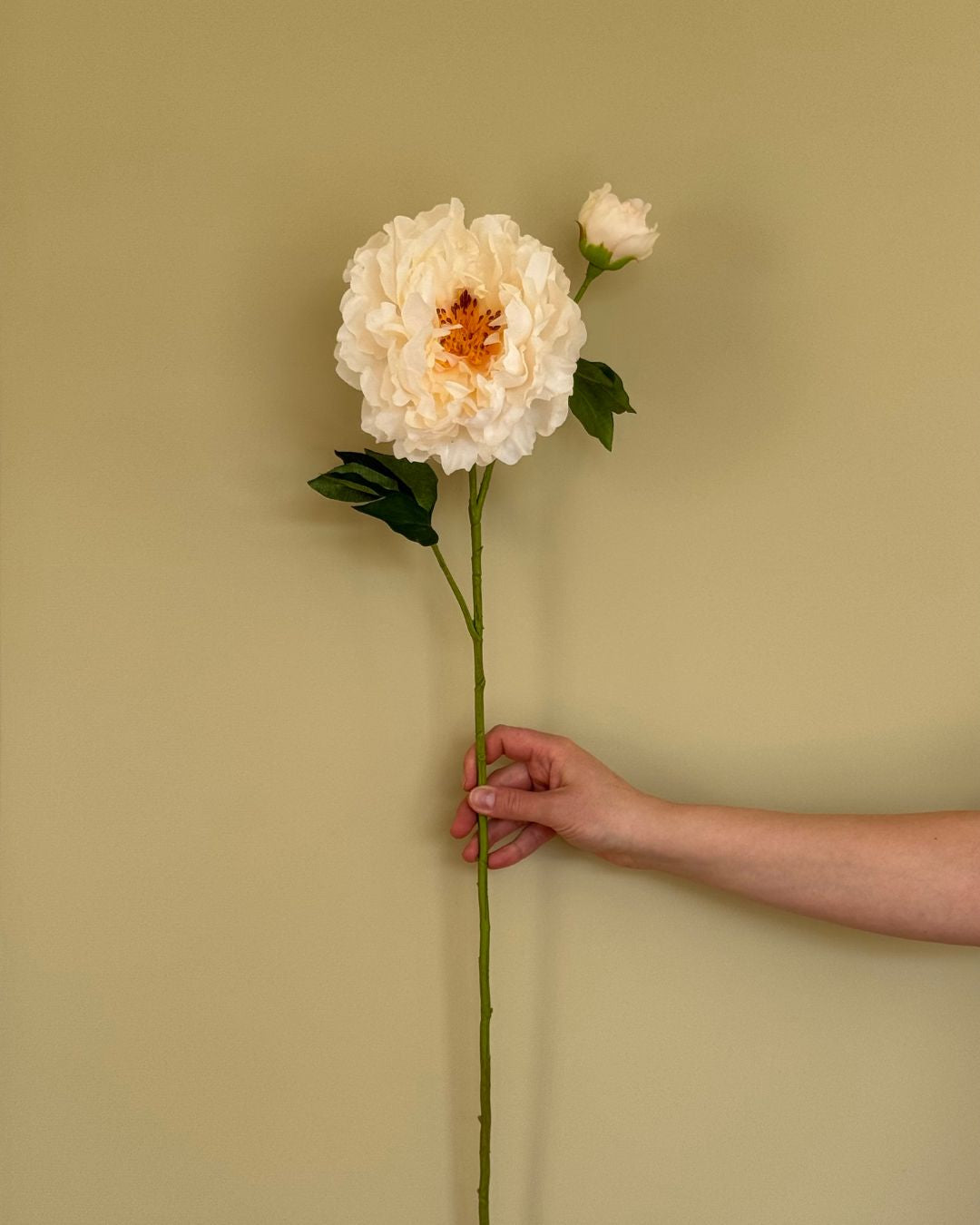 Peony - Creme - 79 cm