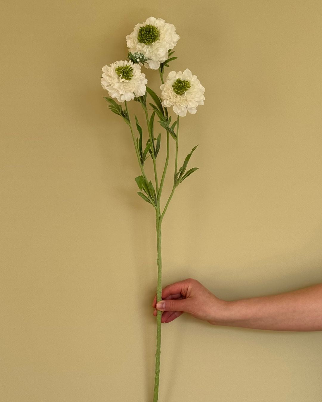 Scabiosa - Hvid - 80 cm