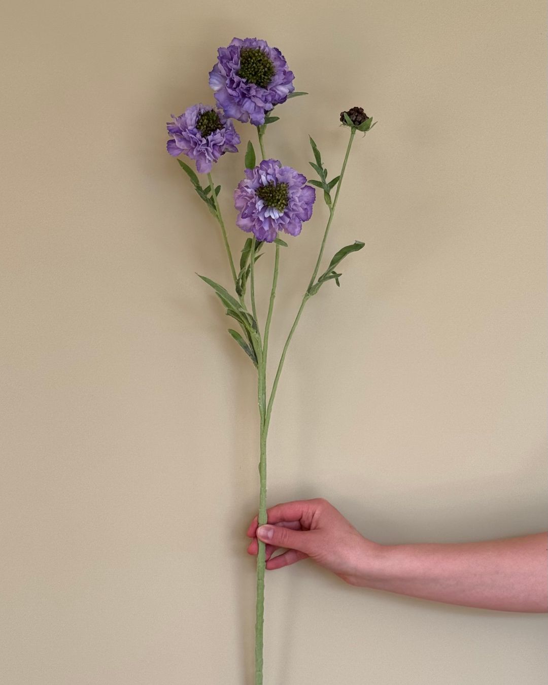 Scabiosa - Lilla - 80 cm