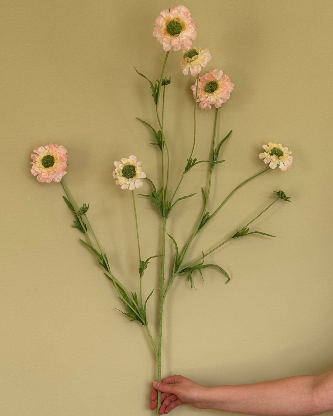 Scabiosa - Lyserød - 120 cm