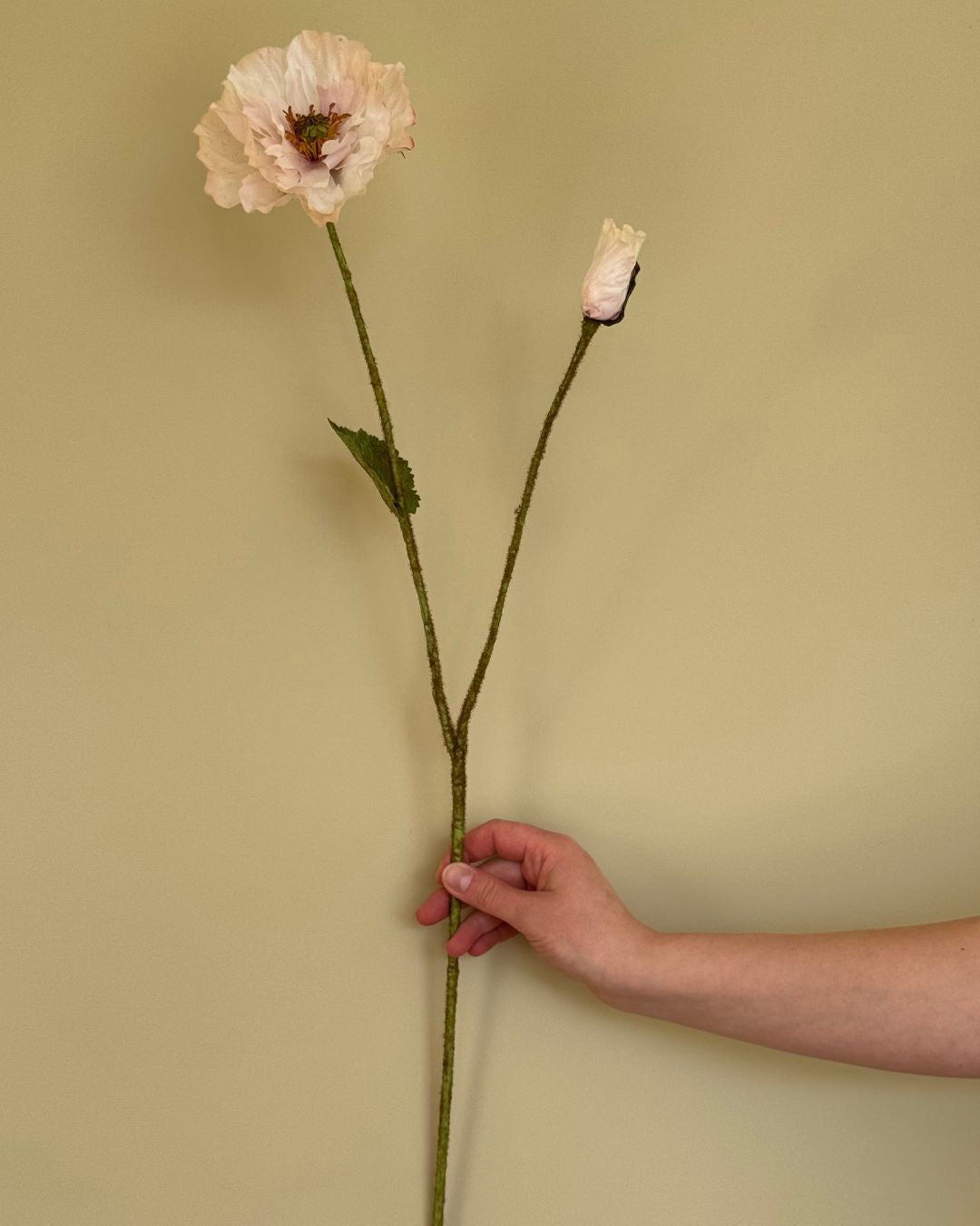 Poppy - Creme/Lyserød - 80 cm