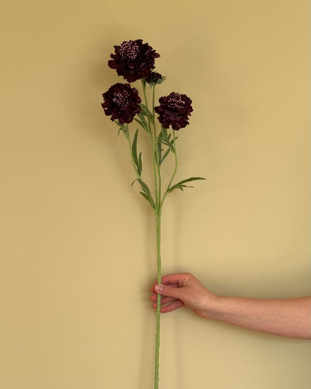 Scabiosa - Burgundy - 80 cm