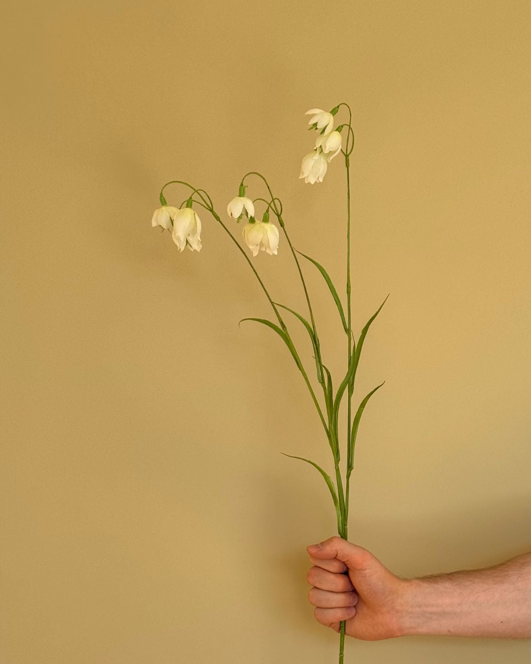 Klokkeblomst - 79 cm