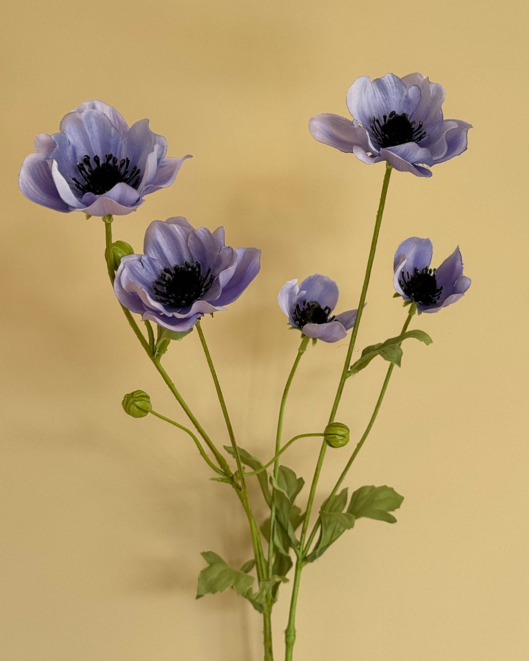 Anemone Blå - 80 cm