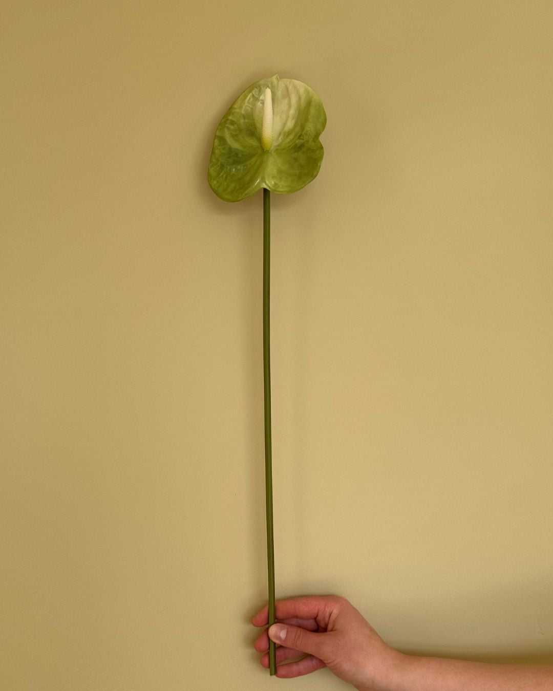 Lille Anthurium Grøn - 50 cm