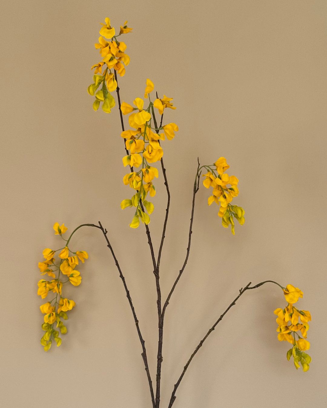 Wisteria - Gul - 129 cm