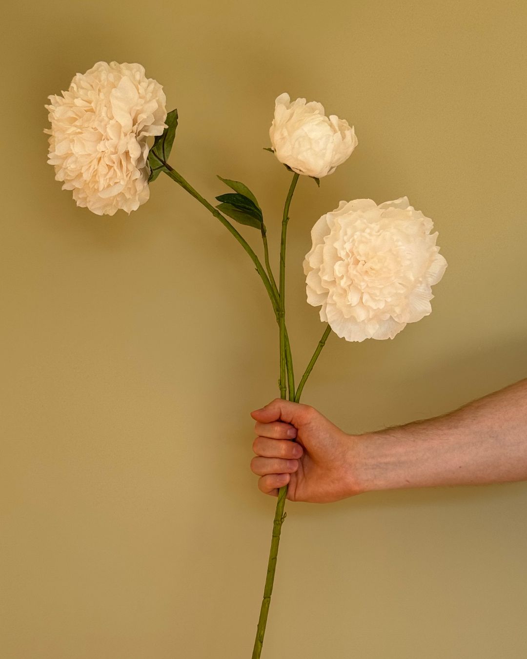 Peony Creme