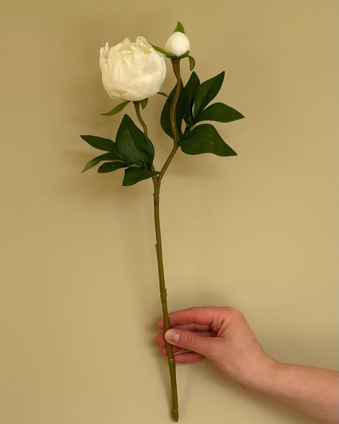 Peony m. Knob Hvid - 45 cm