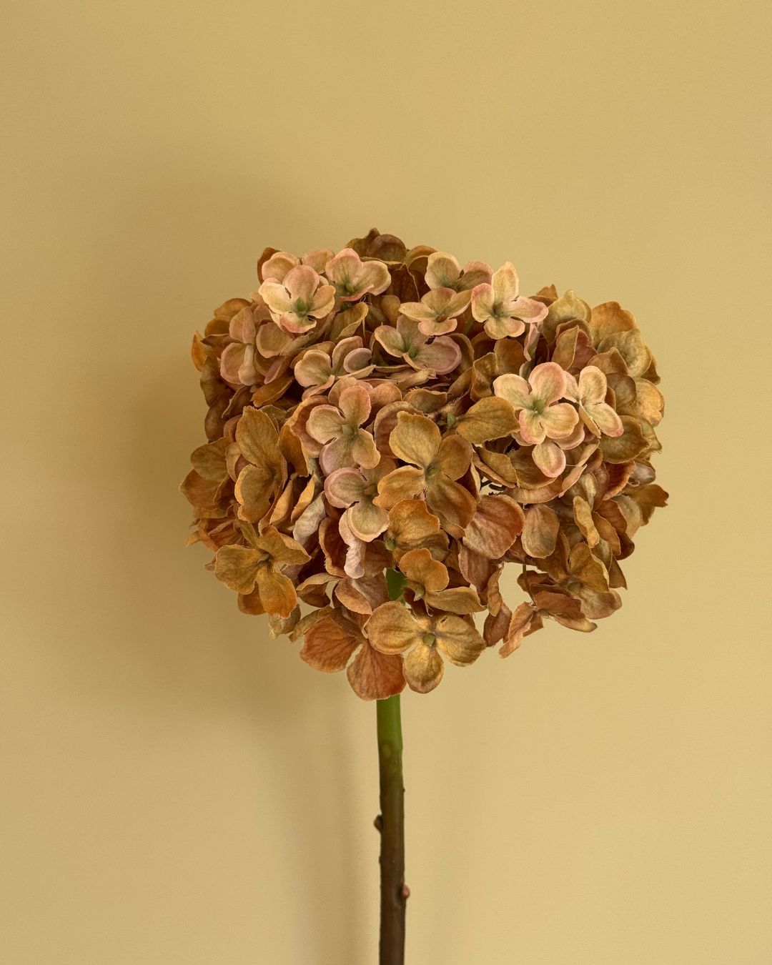 Beige Hortensia - 50 cm