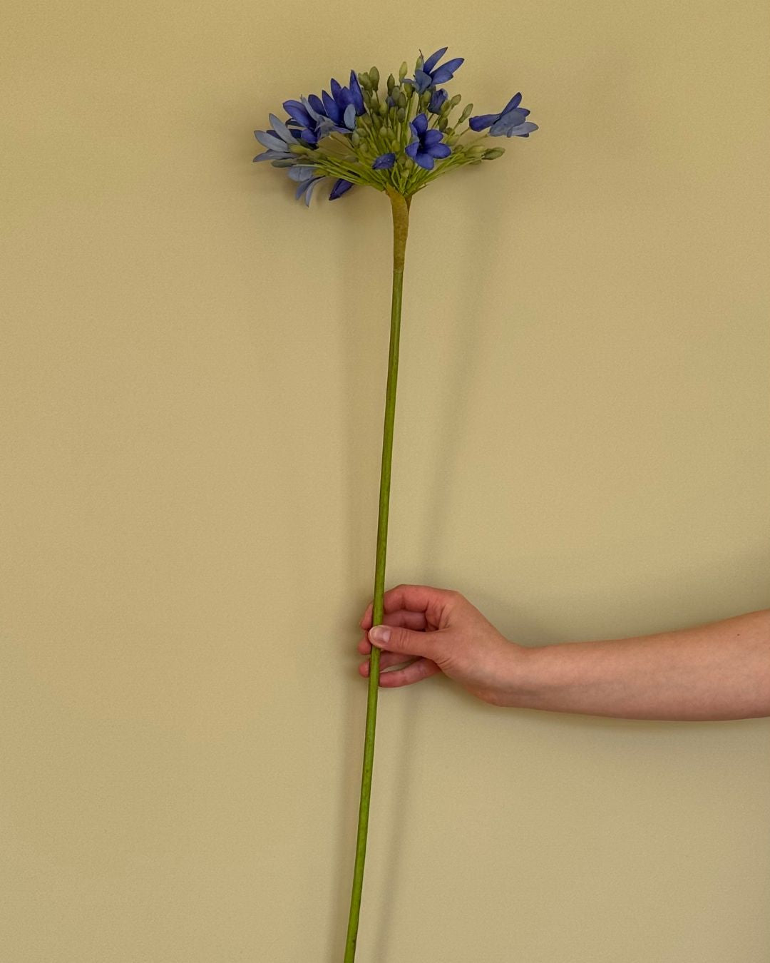 Skærmlilje - Blå - 92 cm