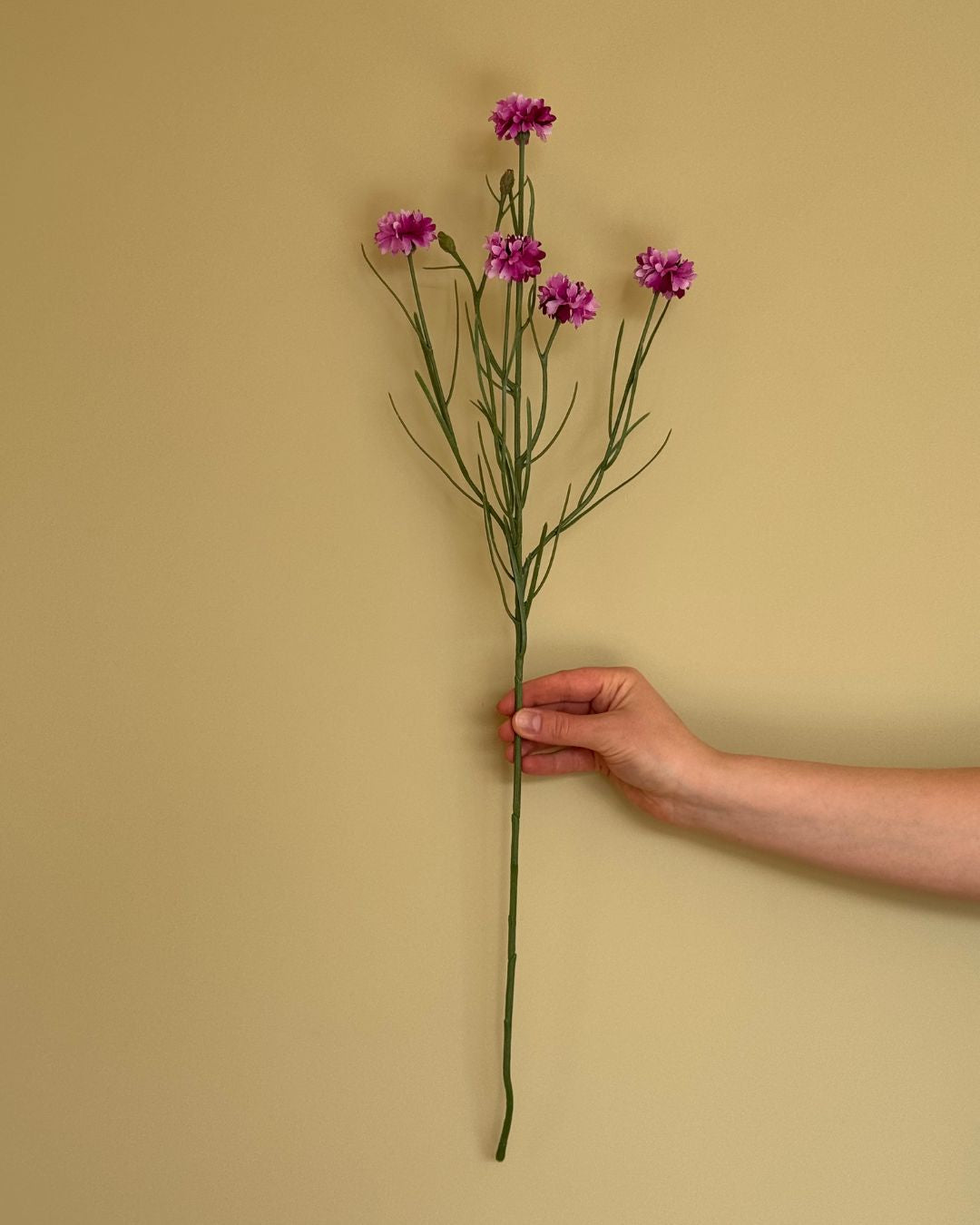 Kornblomst Lilla - 65 cm