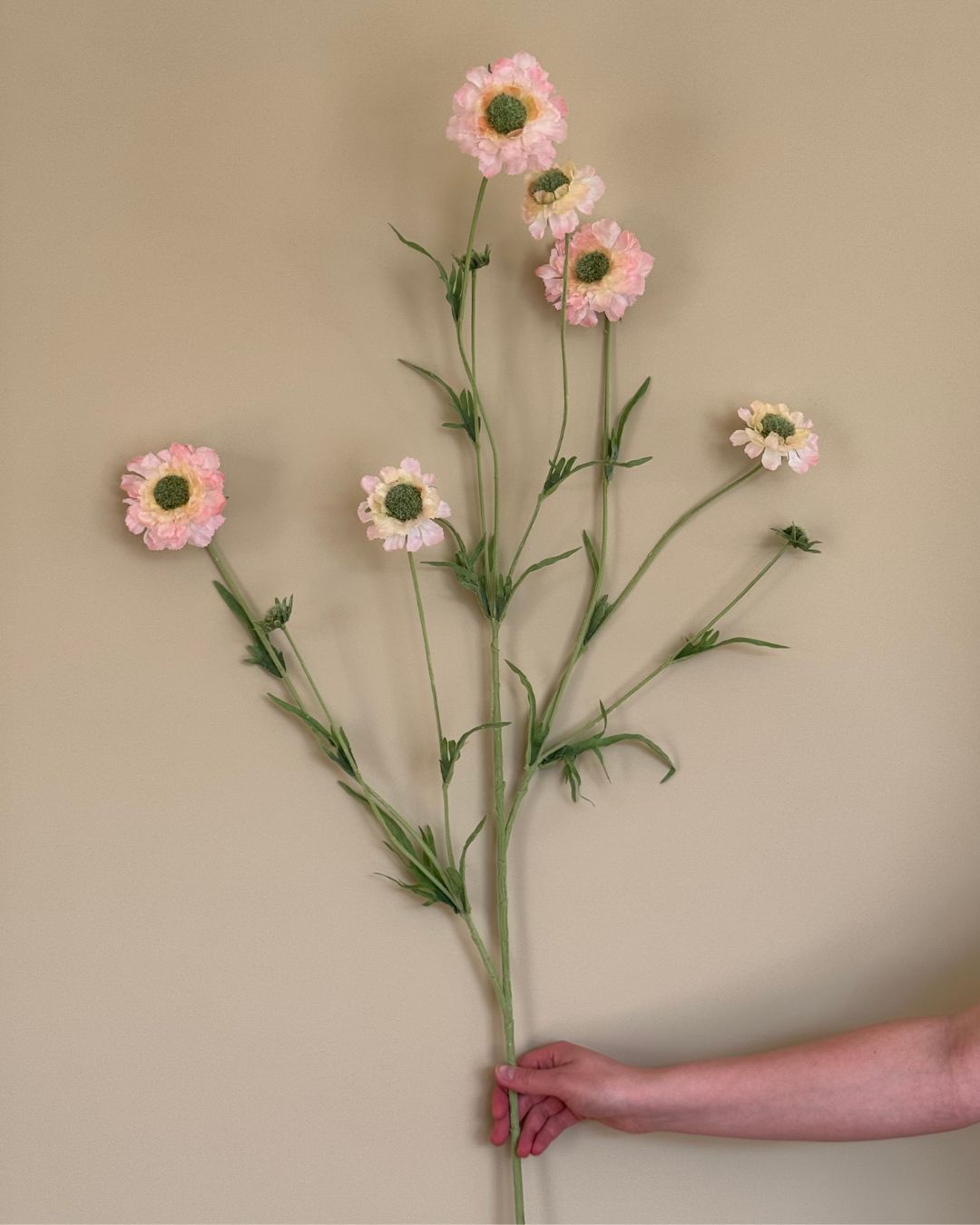 Scabiosa - Lyserød - 120 cm