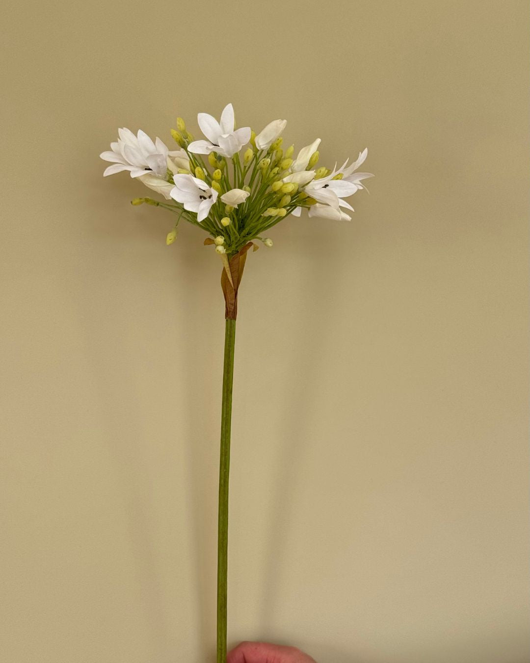 Skærmlilje - Hvid - 92 cm