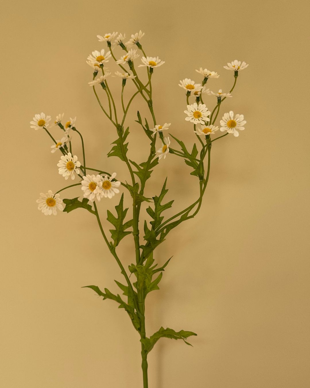Kamilleblomst - 60 cm