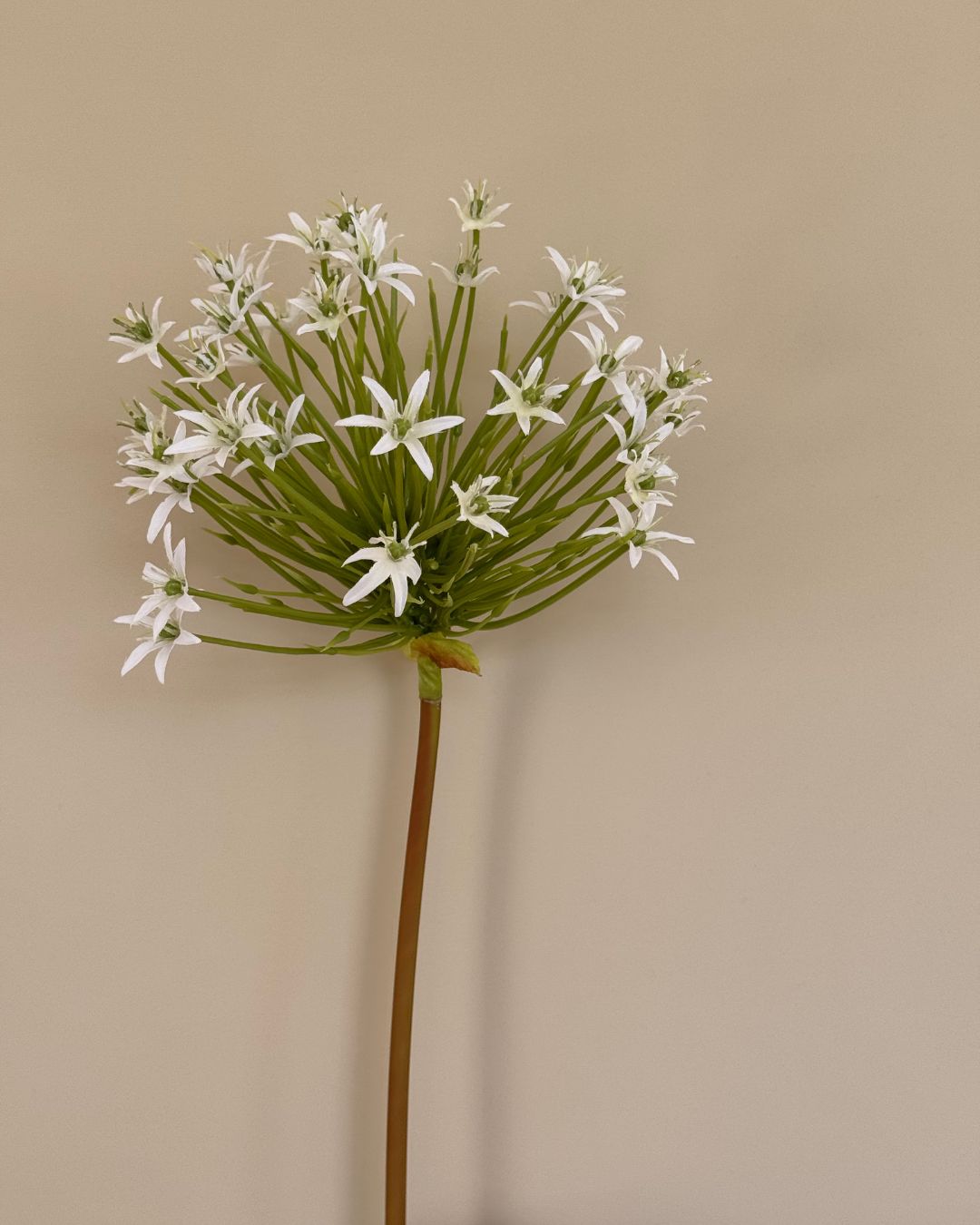 Allium - Hvid - 93 cm