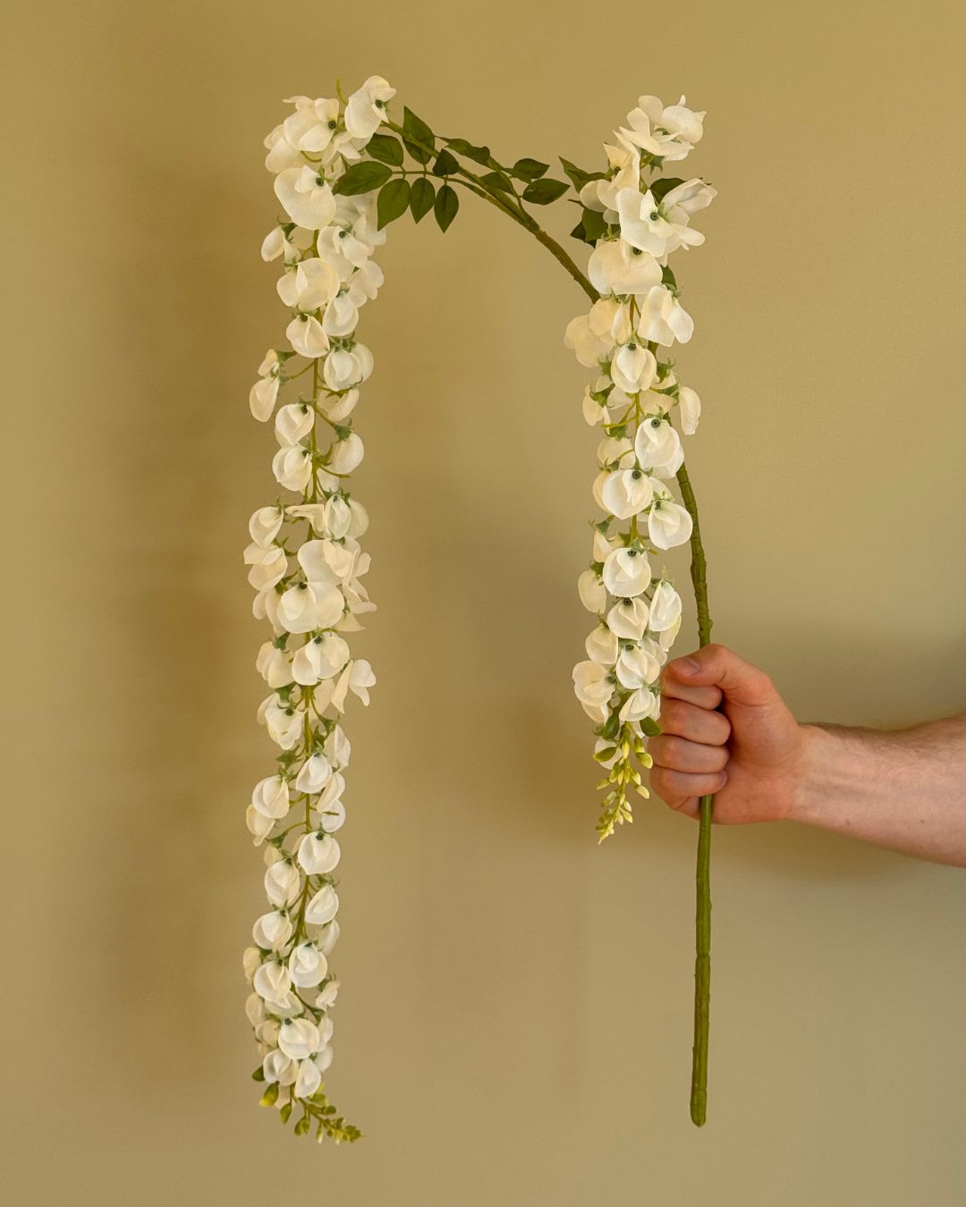 Wisteria - Hvid