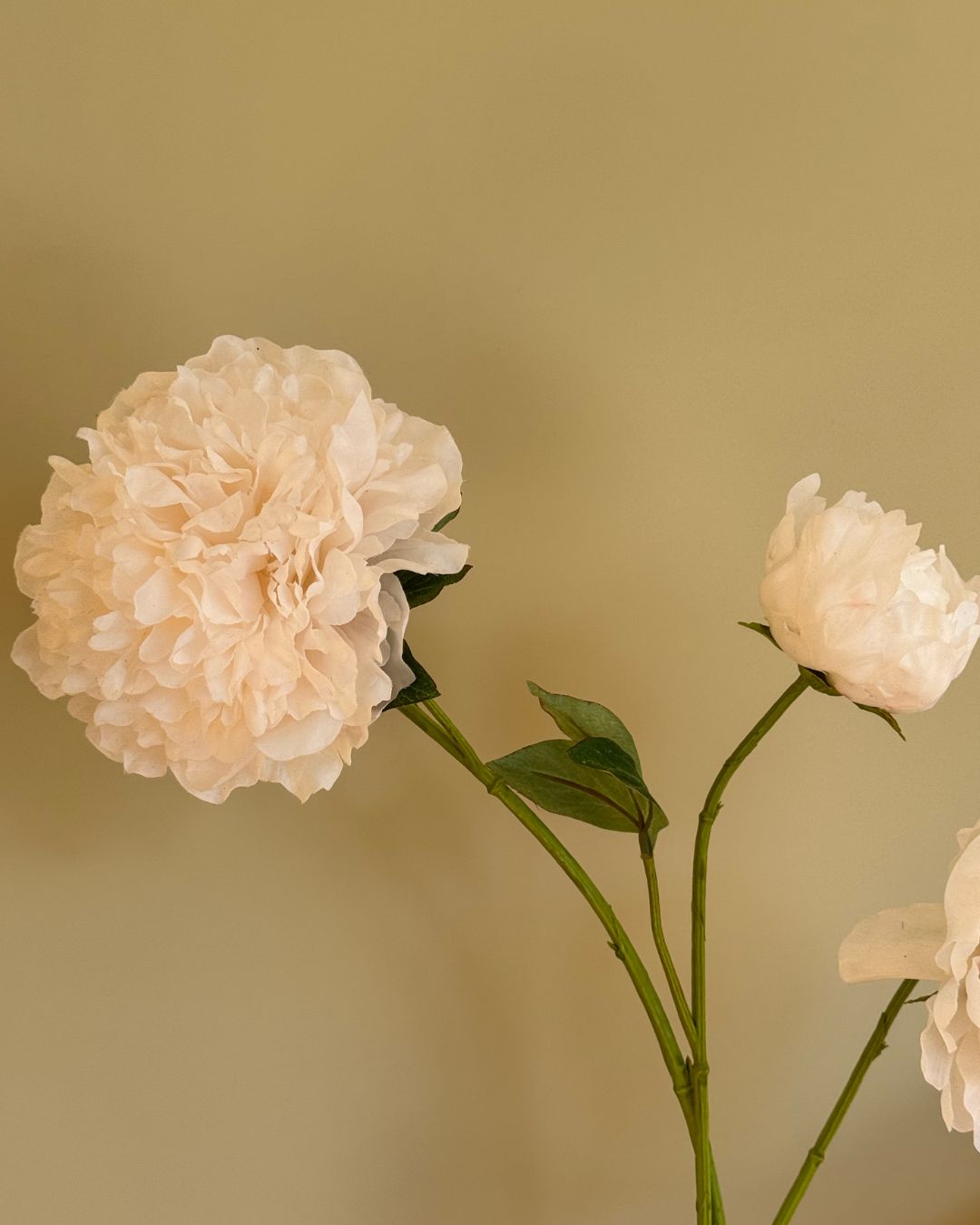 Peony Creme