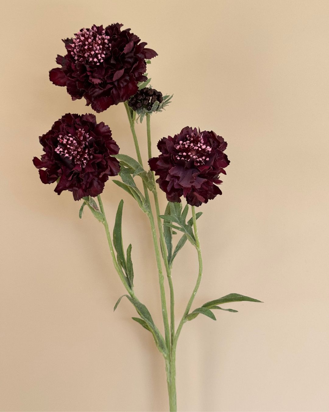 Scabiosa - Burgundy - 80 cm
