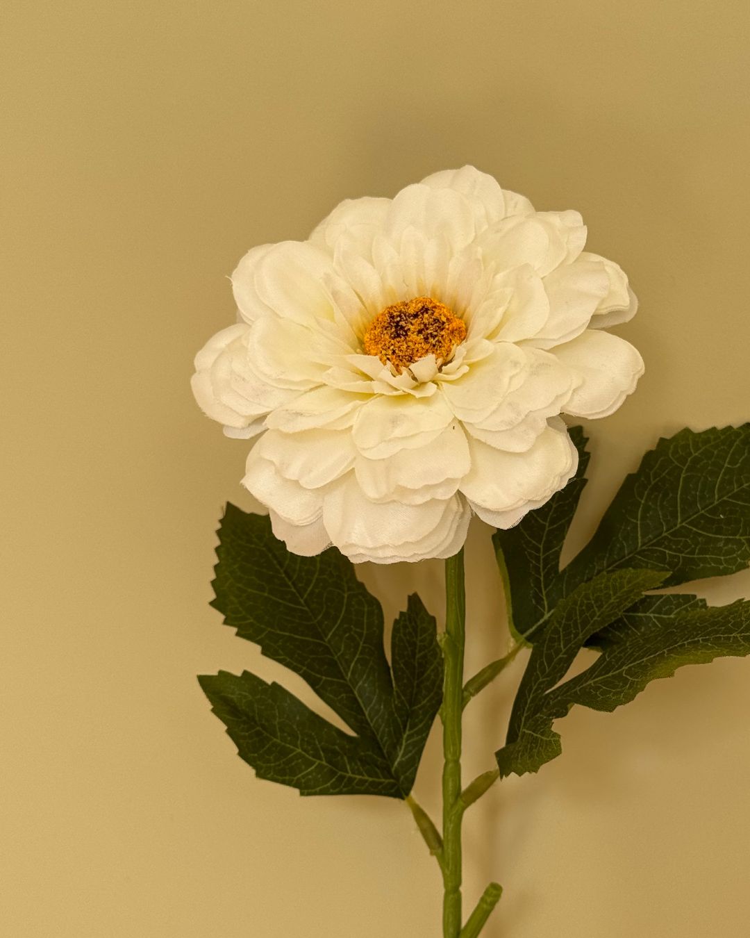 Zinnia Hvid - 63 cm