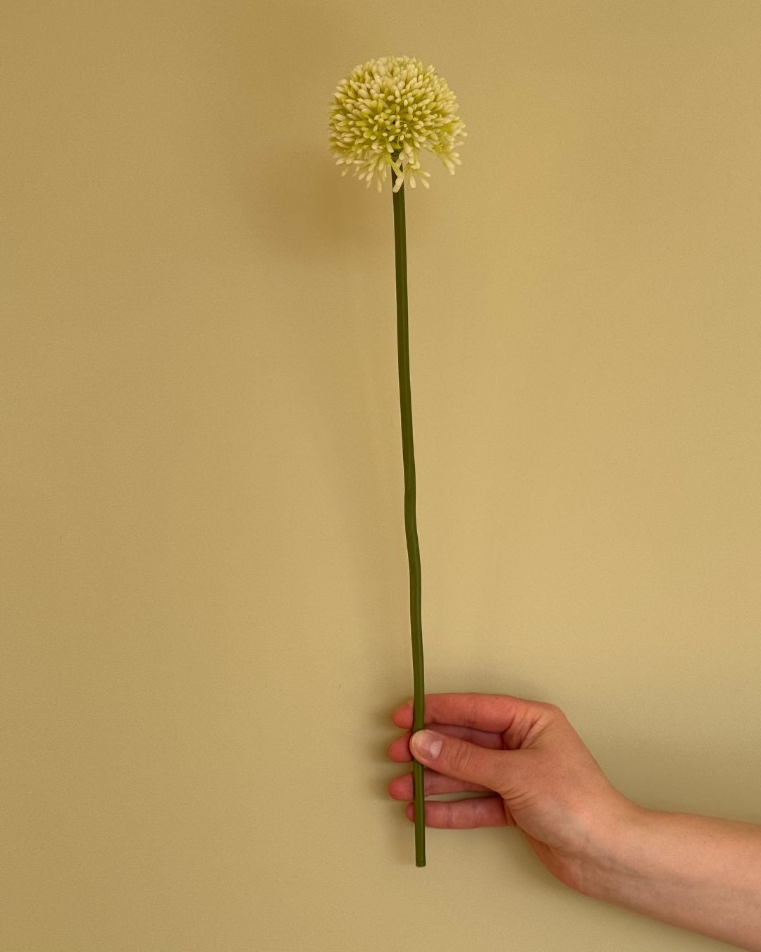 Lille Allium Hvid - 40 cm