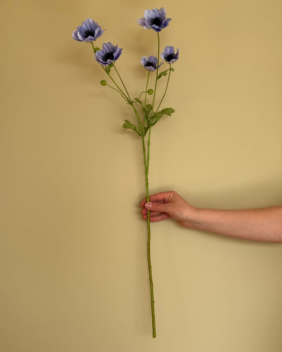 Anemone Blå - 80 cm