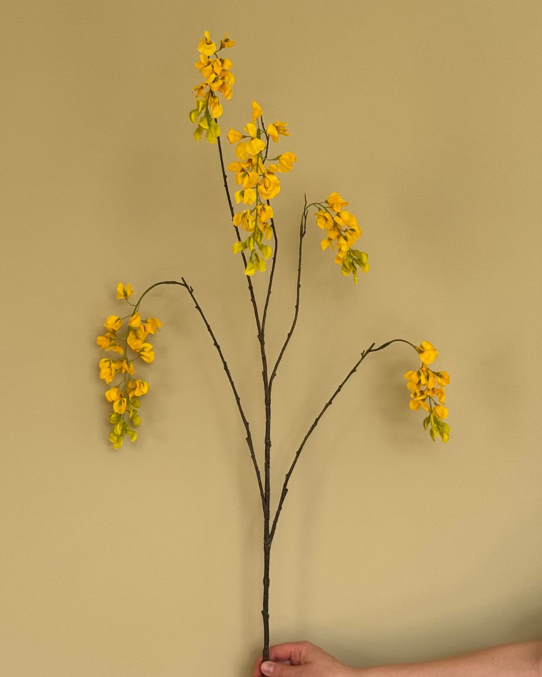 Wisteria - Gul - 129 cm