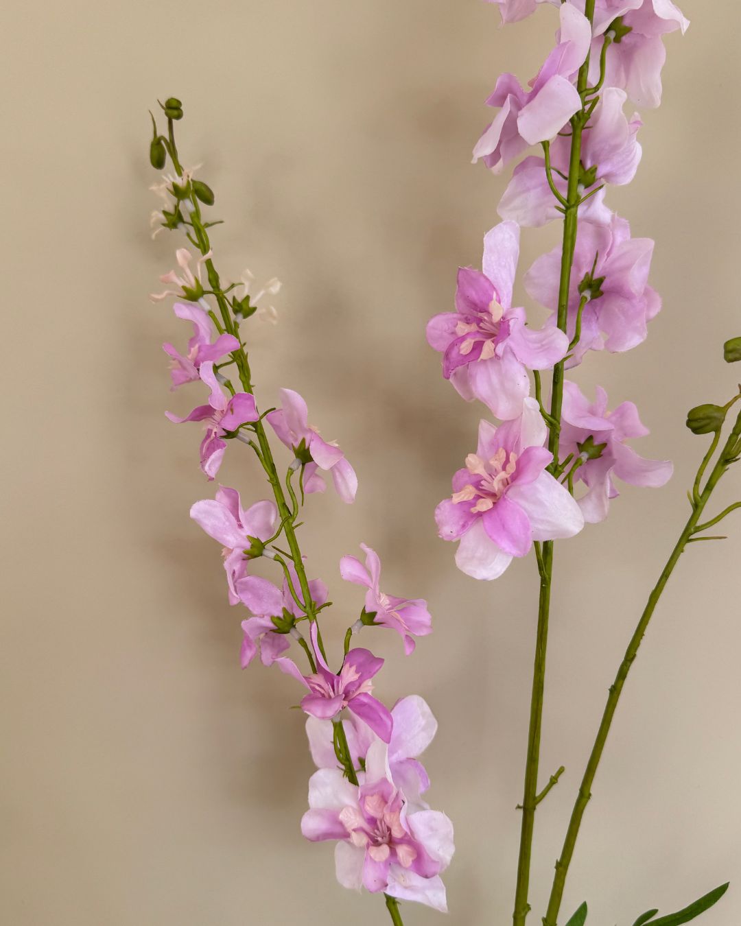 Ridderspore - Lyserød - 122 cm