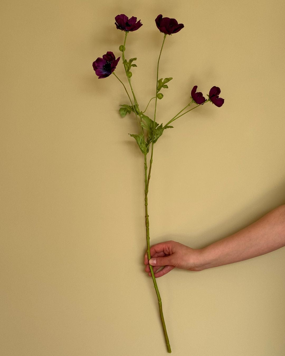 Anemone Mørk Lilla - 80 cm