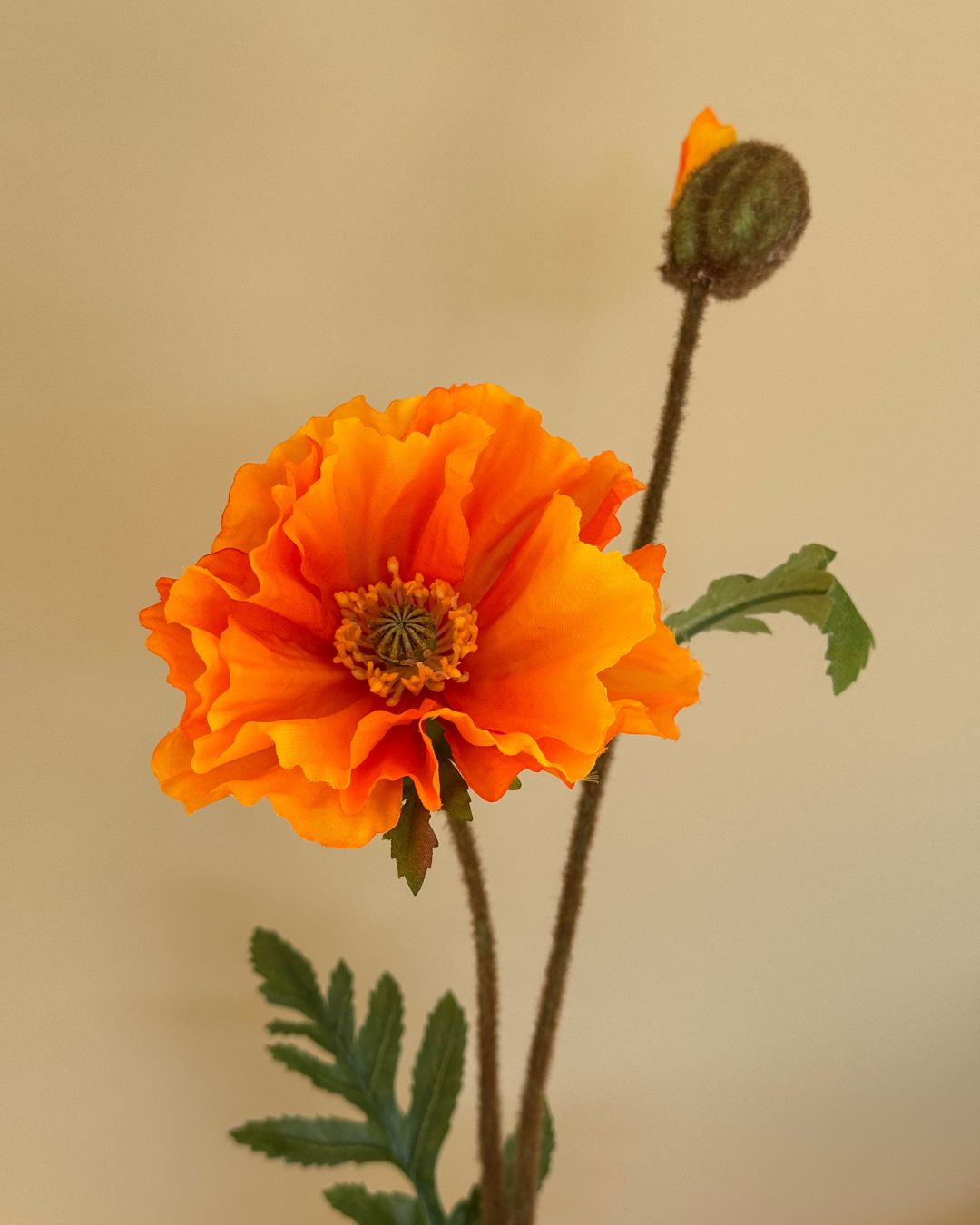 Valmue Orange 64 - cm