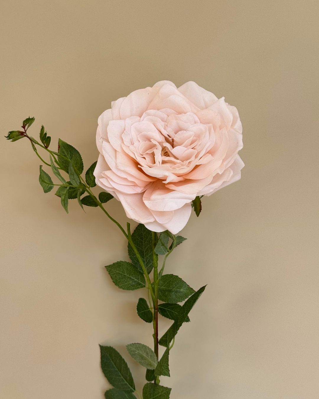 Rose - Beige - 59 cm